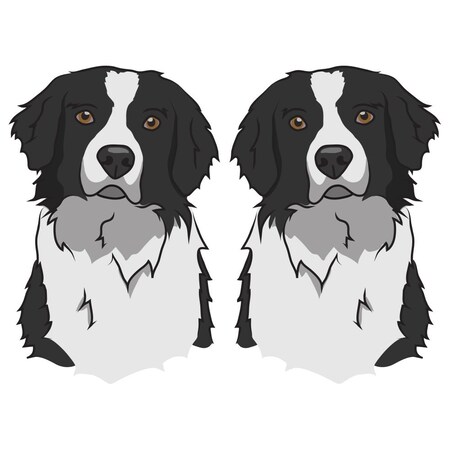 Signmission Borador Dog Decal, Dog Lover Decor Vinyl Sticker D-24-Borador